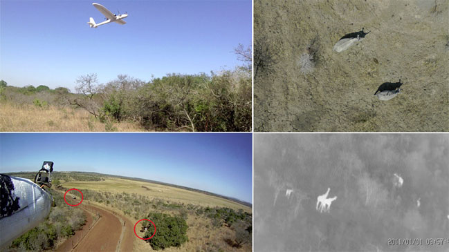 Utilizan drones para monitorear caza furtiva de rinocerontes en Africa