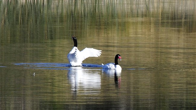 Celco pagará 5.200 millones de pesos por muerte de cisnes en 2004