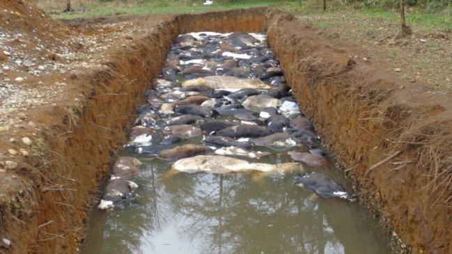 Diputado Fidel Espinoza denunció 