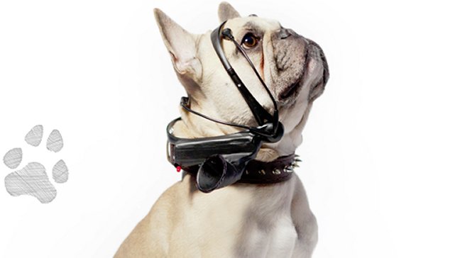 Producto electrónico hará hablar a los perros