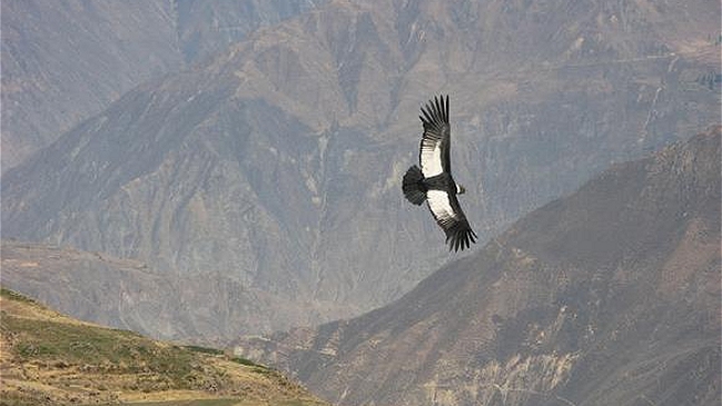 Justicia condenó a seis meses de prisión a sujeto que mató a un cóndor en Ecuador