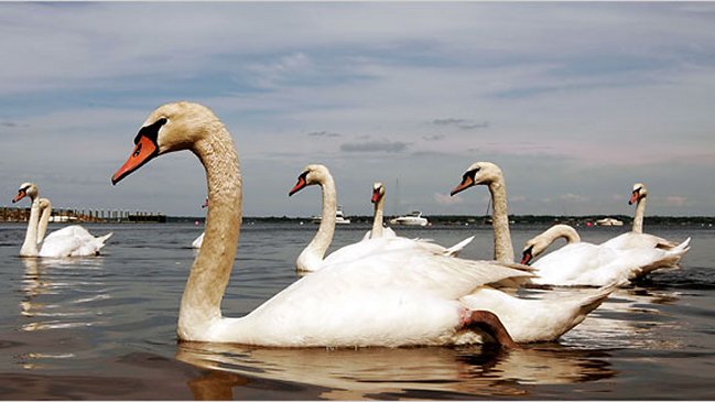 Nueva York pretende eliminar sus 2.200 cisnes por ser una 