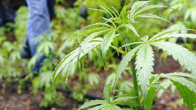 Policía hondureña arrestó a dos personas con 3.000 plantas de marihuana