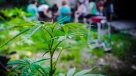 Científicos uruguayos estudiarán la marihuana que se venderá en el país