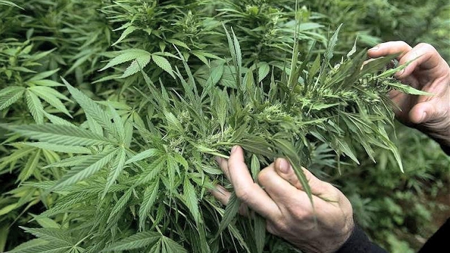 Uruguay defendió ante órgano de la ONU nueva ley sobre marihuana
