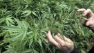 Uruguay defendió ante órgano de la ONU nueva ley sobre marihuana
