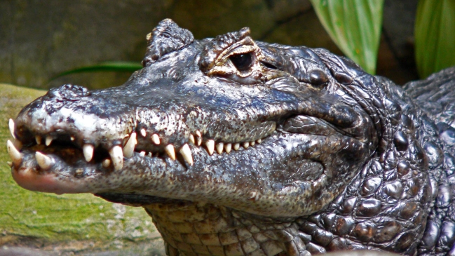 Caimán de tres metros que mordió a un hombre fue capturado en Florida