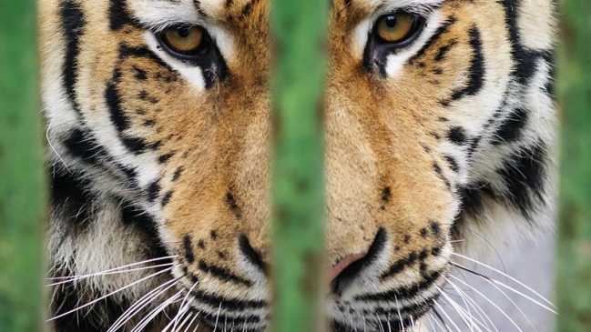 BBC: ¿Se deberían prohibir los zoológicos en el mundo?