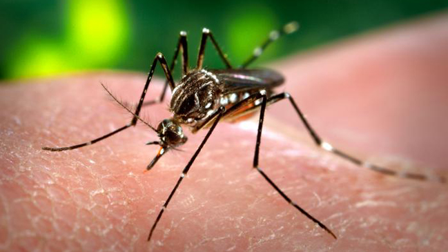 Nazis criaron mosquitos para contagiar de malaria a los aliados