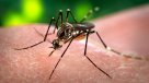 Nazis criaron mosquitos para contagiar de malaria a los aliados