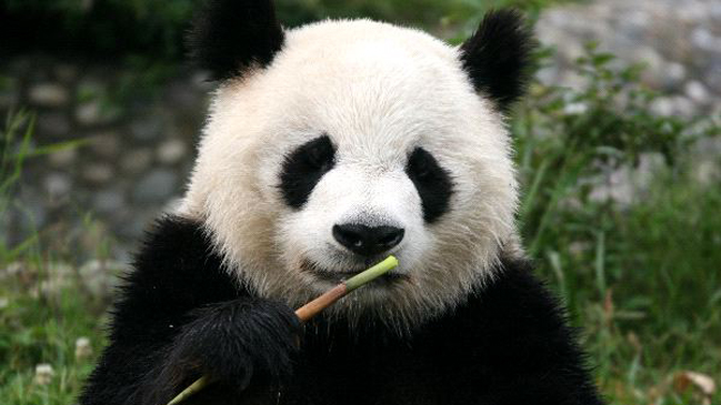 Sospechan maltrato tras muerte de oso panda en zoológico de China