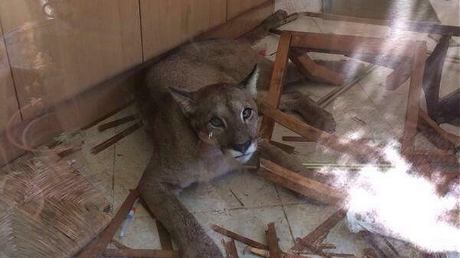 Puma escapó de centro de rehabilitación