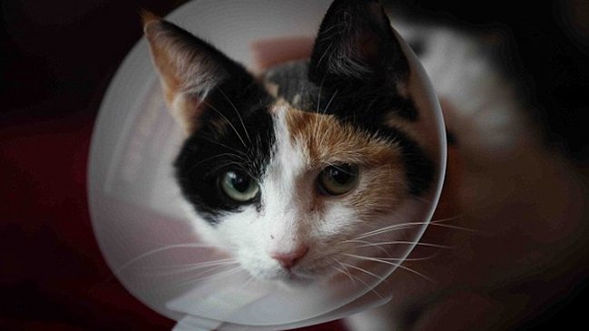 La historia de la gata que quedó paralizada luego de que le inyectaran mal un chip
