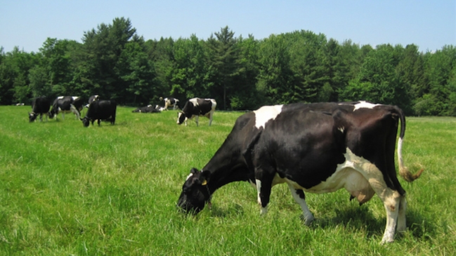 Dos hombres detenidos por abusar sexualmente de vacas en Estados Unidos