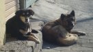 Coreano vendía carne de perro a supermercado argentino