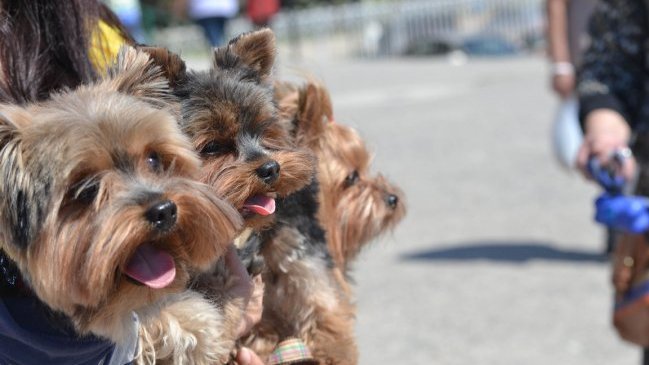Carabineros denunció aumento de robo de mascotas para cobro de recompensas