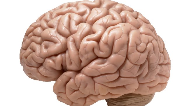 Un estudio descubre el proceso de la metástasis del cáncer en el cerebro