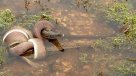 Impacto por serpiente que se comió a un cocodrilo