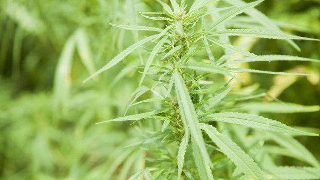 Presidente de Guatemala dice que despenalizar las drogas es la vía correcta