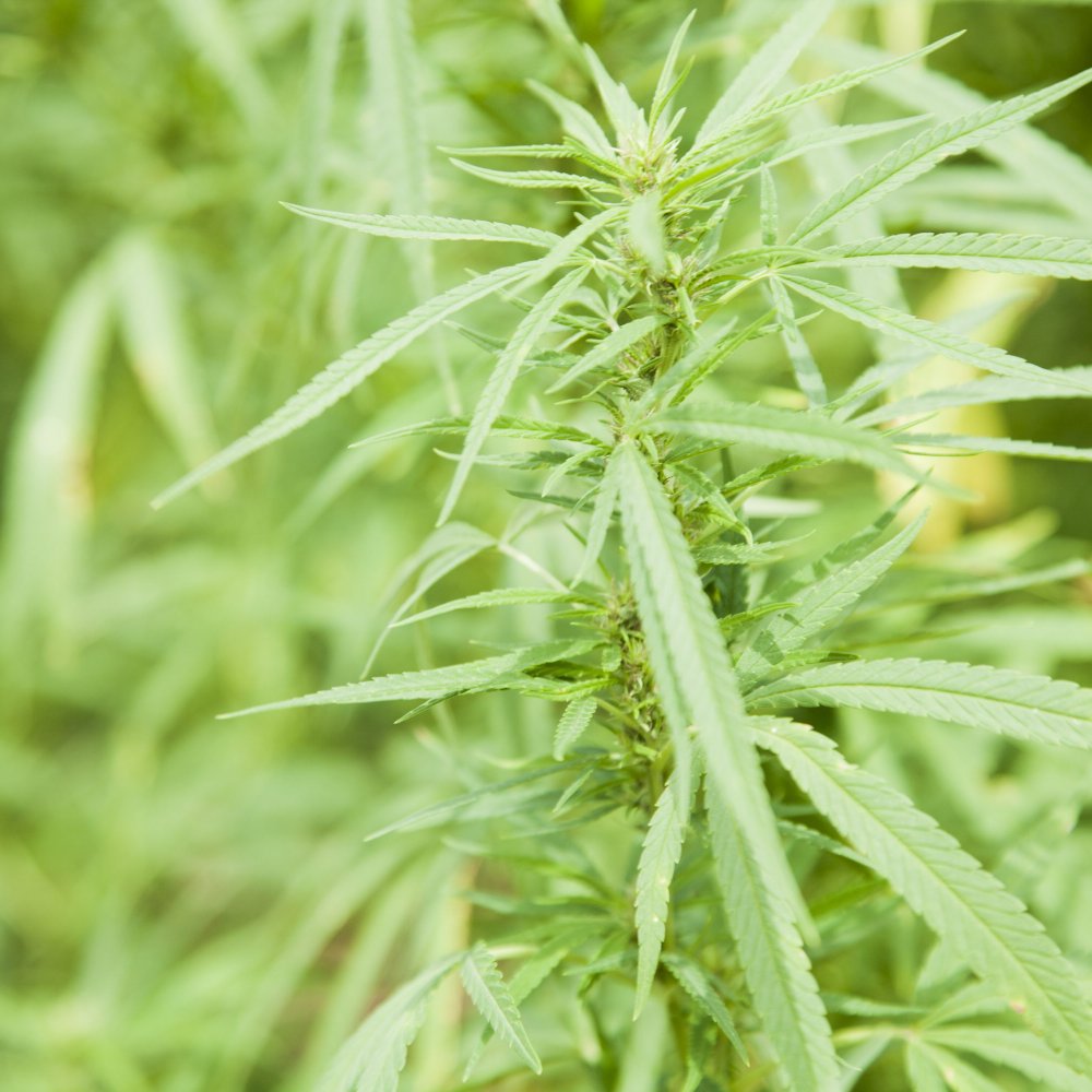 Presidente de Guatemala dice que despenalizar las drogas es la vía correcta