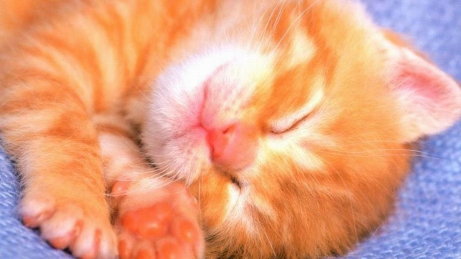 Cinco mitos sobre el sueño de los animales