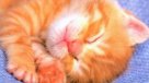Cinco mitos sobre el sueño de los animales