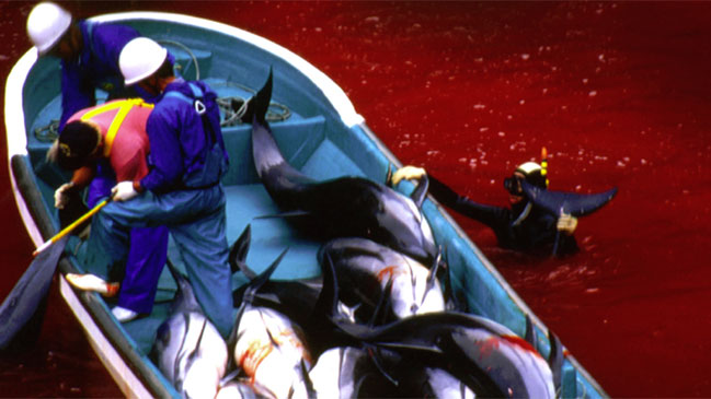 Pescadores de delfines japoneses reciben un aluvión de mensajes de protesta