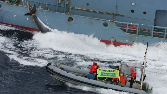La Haya ordenó a Japón revocar permisos de caza de ballenas en la Antártica