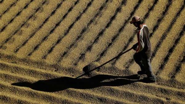ONU: Cambio climático dañará alimentos en Sudamérica