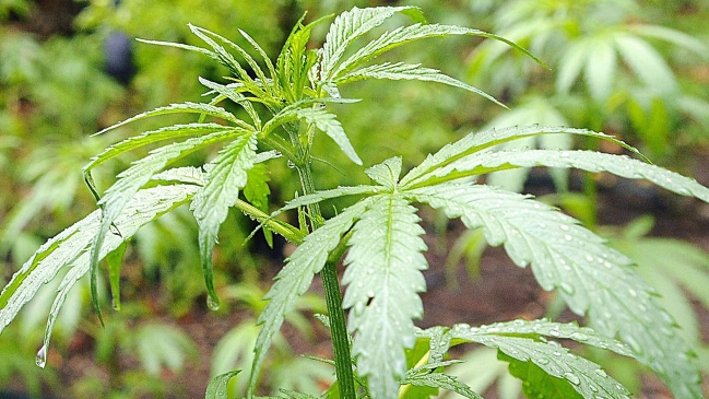 Dos detenidos en Argentina con 207 kilos marihuana que iban a Chile