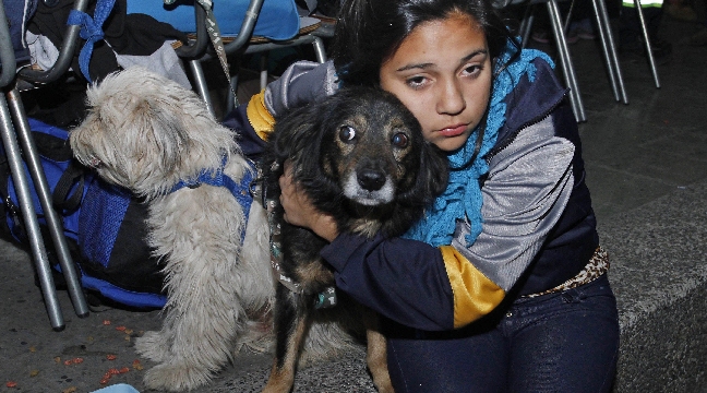 Las mascotas también reciben ayuda en Valparaíso