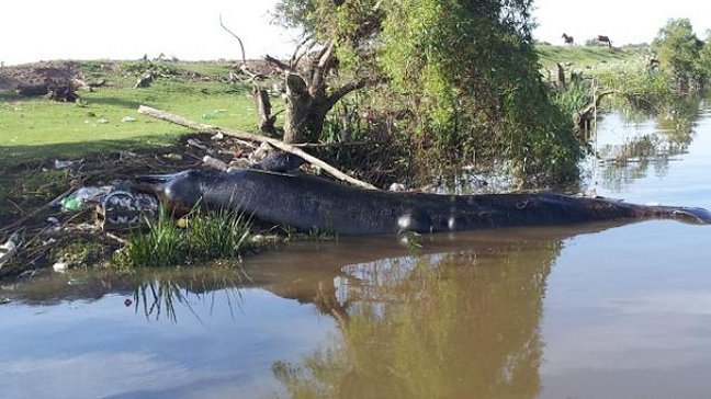 Hallaron una ballena muerta en el Río de la Plata