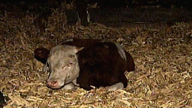 Delincuentes robaron 70 novillos desde fundo en Talagante