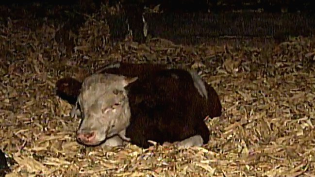 Delincuentes robaron 70 novillos desde fundo en Talagante