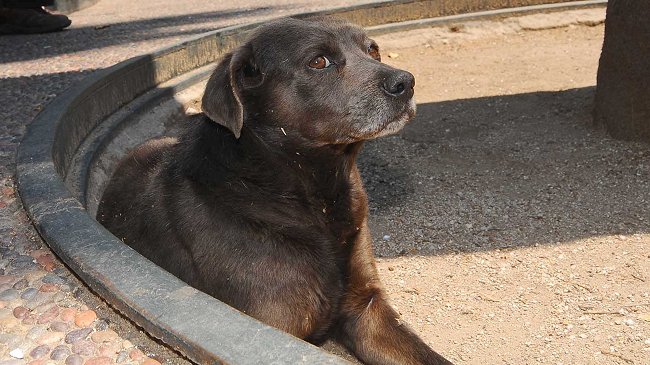 Conoce el proyecto de ley que propone sancionar el abandono de mascotas