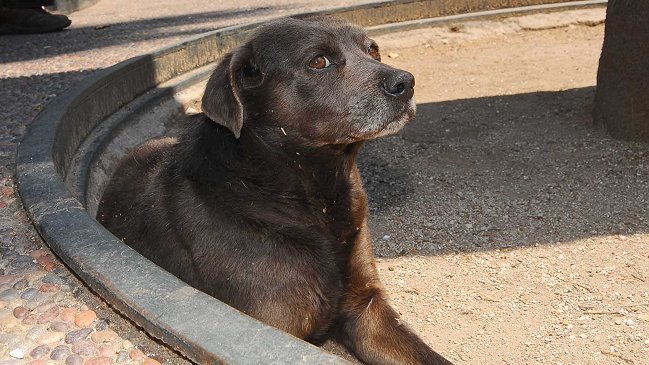 Conoce el proyecto de ley que propone sancionar el abandono de mascotas