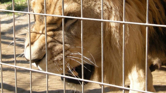 Sujetos robaron un león desde centro de protección de animales en Sao Paulo