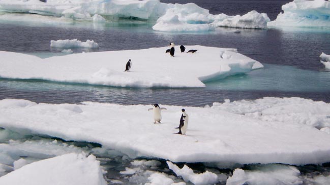 Encuentran virus de gripe aviar en pingüinos de la Antártida