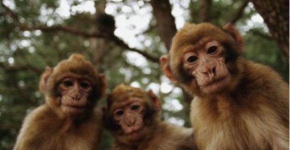 Fuerza Aérea china crea un inédito 