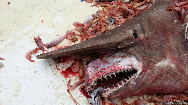  Pescador atrapó rarísimo tiburón duende  