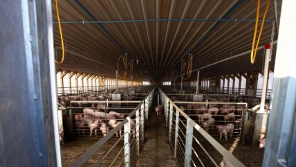 El 74 por ciento de habitantes de Freirina quiere que vuelva Agrosuper