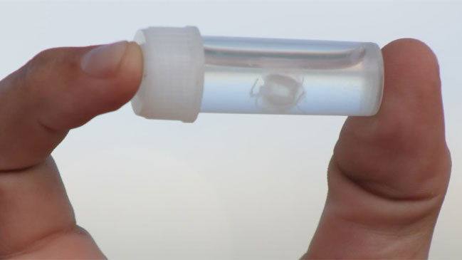 Estudio: Dirección del viento puede predecir la llegada de medusas