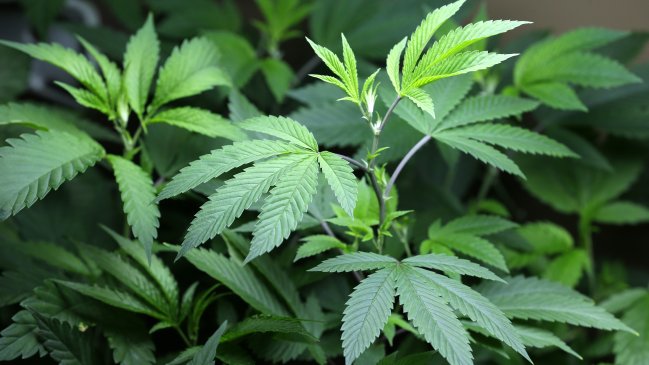 La Florida busca crear cultivo de marihuana para enfermos