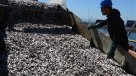Chile firmará acuerdo internacional para proteger pesca en alta mar