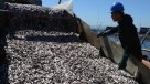 Gobierno reiteró compromiso para combatir pesca ilegal ante la FAO