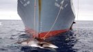 Senadores pidieron a Japón detener barcos balleneros en territorio chileno