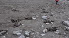Investigan misteriosa muerte de 800 animales en el norte de Perú