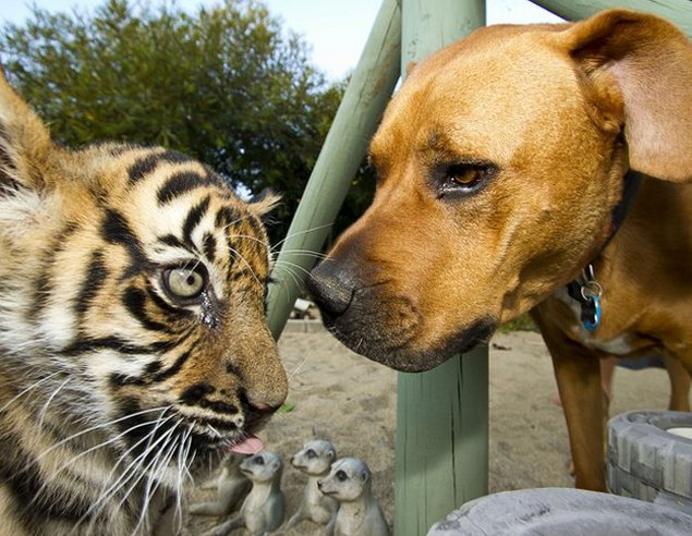 Imagen foto_00000015