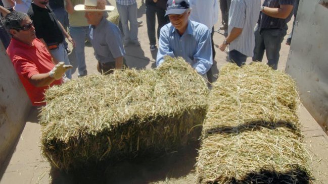 Agricultores del Maule afectados por nevazones recibieron forraje en el Maule