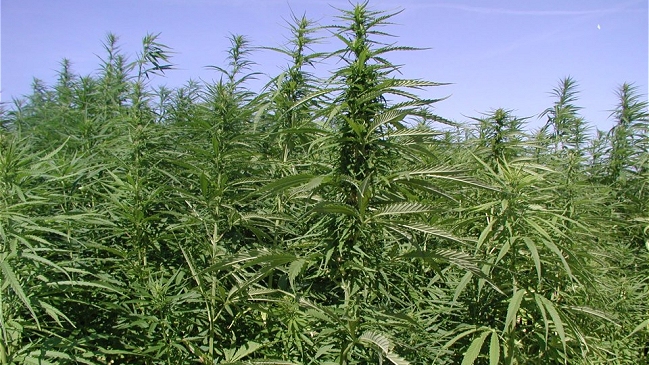  Jamaica busca legalizar marihuana por razones religiosas  